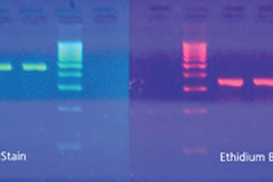 Now there’s a safer way to stain agarose gels
