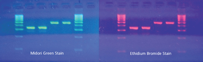 Now there’s a safer way to stain agarose gels
