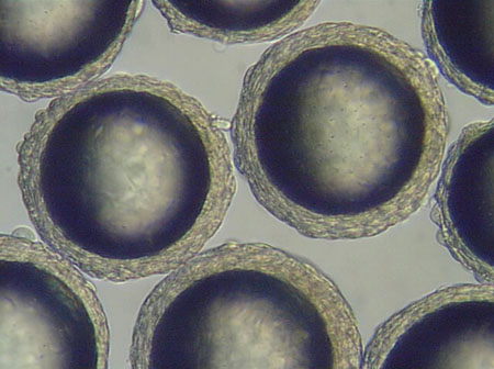 Optimising cell culture