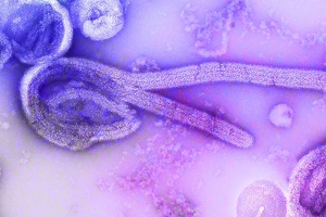 Oxford Ebola vaccine manufactured and shipped to Uganda