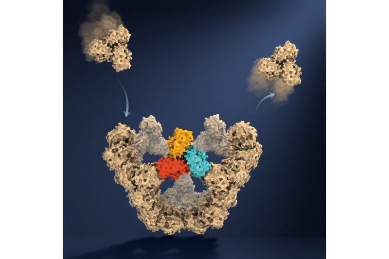 Illustration of virus-like particle self-assembly. Protein building blocks can repeatedly join and leave the growing particle. When they form a closed face, multiple connections lock the building blocks into place, providing stable intermediate structures from which the particle can continue to assemble. Structures rendered from PDB ID 7B3Y using ChimeraX software. The illustration was subsequently edited using Claude (Anthropic). Image credit: Roi Asor.