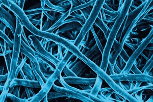Partnership to develop cost effective regenerative medicine