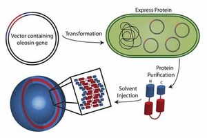 Pennsylvania engineers convert plant protein for drug-delivery 