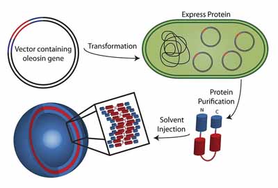 Pennsylvania engineers convert plant protein for drug-delivery 