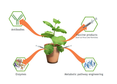 Plant-based expression systems expedite time to market