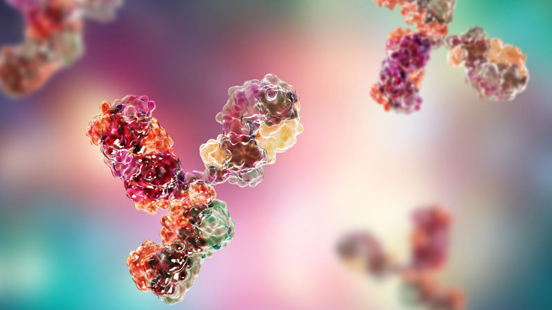 Polyspecific antibodies for cancer research
