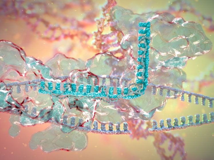 Prof. Virginijus Šikšnys: recent progress in CRISPR-Cas9 technology