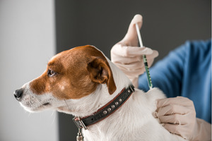 ProImmune and Roslin Institute collaborate to develop species-specific Ankyron binders for veterinary immunology