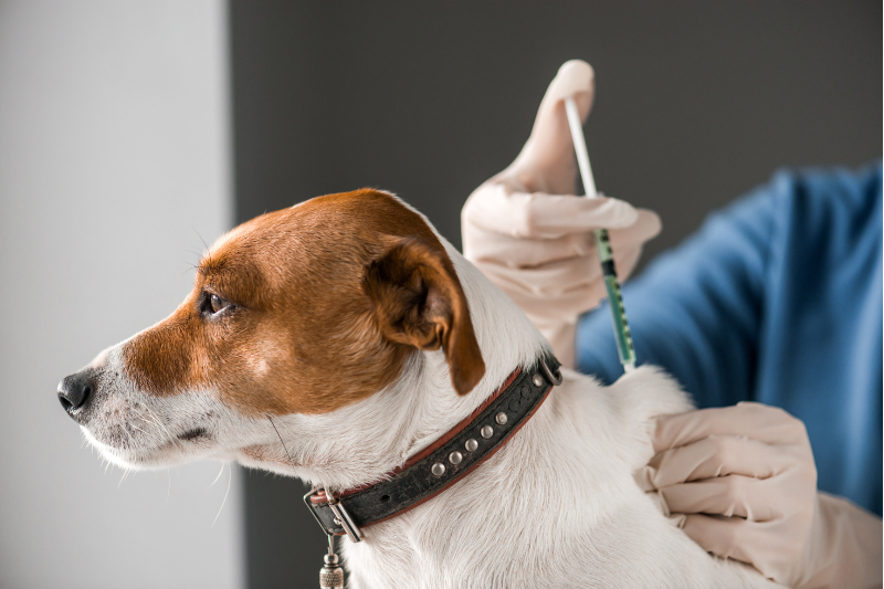 ProImmune and Roslin Institute collaborate to develop species-specific Ankyron binders for veterinary immunology