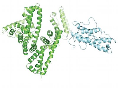 Proteins with staying power