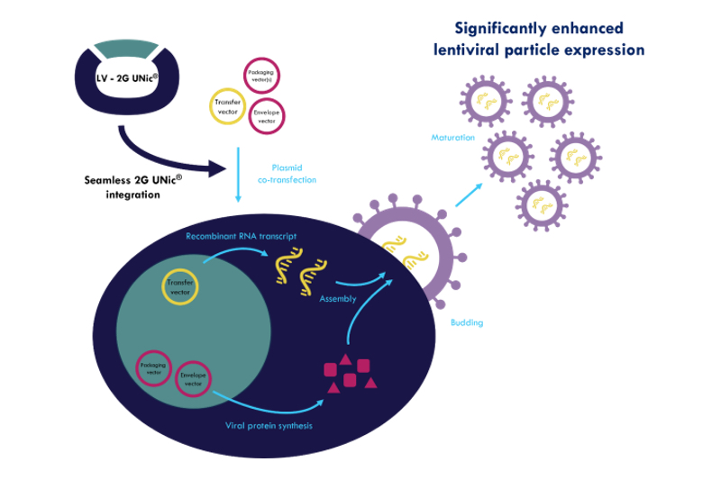Proteonic unveils early access programme to elevate viral vector titers