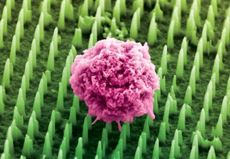 Prototype nanoneedles generate new blood vessels in mice