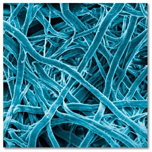 Puridify and GSK extend evaluation of FibroSelect purification technology
