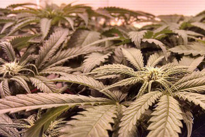 Purification workflow for isolating cannabinoids from hemp using CPC
