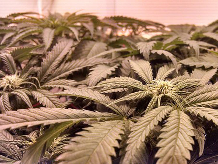 Purification workflow for isolating cannabinoids from hemp using CPC
