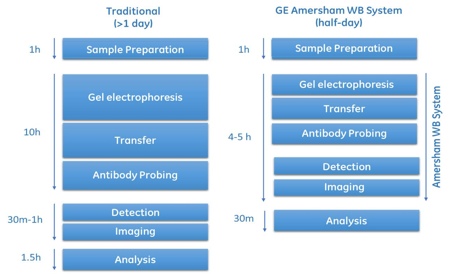 Quantitative Western blotting for monitoring biopharma production   
