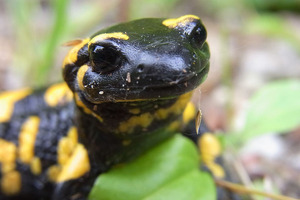 Regrowing frog limbs: what does this mean for humankind?