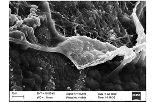 Regulating regenerative medicines
