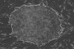 Regulator-ready stem cells available in UK