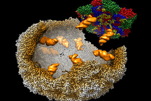 Researchers publish findings on virus infection mechanism 