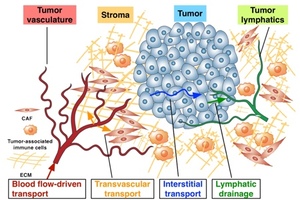 Researchers urge taking a new direction to improve cancer nanotechnology