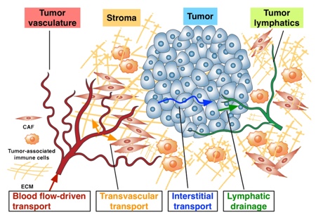 Researchers urge taking a new direction to improve cancer nanotechnology
