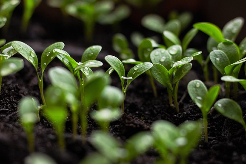 Schott Pharma works towards carbon neutrality through sustainability initiative