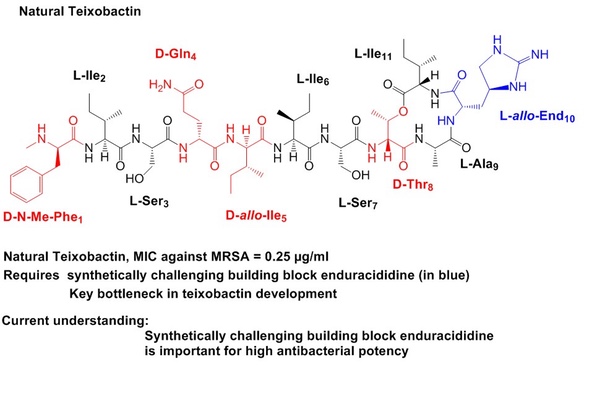 Scientific breakthrough with superbug-killing teixobactin