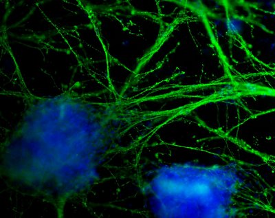 Scientists develop a way to guide stem cell behaviour
