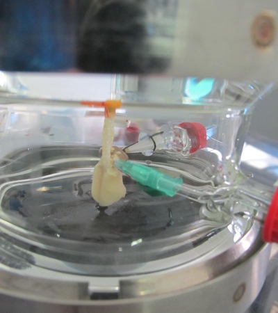Scientists develop an artificial lung the size of a sugar cube
