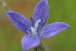 Scientists harness flower “super power” to pave the way for new drug treatments