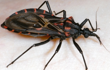 Scientists hope to obtain vaccine against Chagas disease in next three years