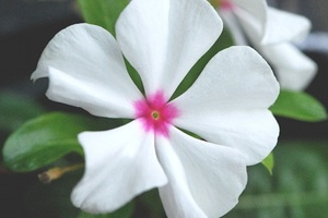 Scientists make available data on medicinal benefits of plants