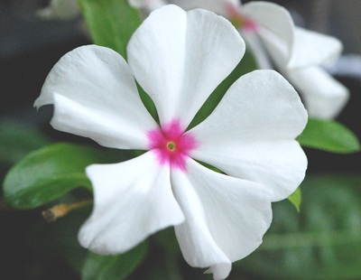 Scientists make available data on medicinal benefits of plants