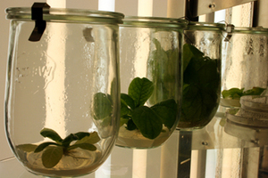 Scientists say ‘growing’ medicines in plants requires new regulations