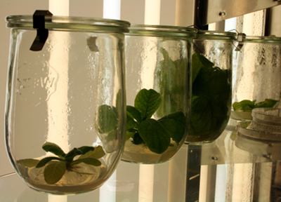 Scientists say ‘growing’ medicines in plants requires new regulations