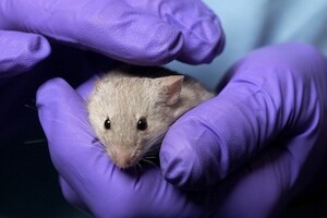 Scientists urged to observe animal research guidelines