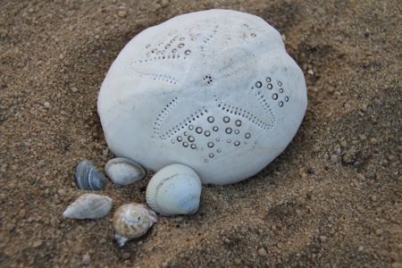 Seashells to deliver new drugs and vaccines