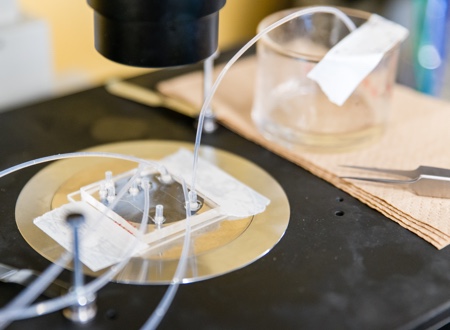 Seaweed capsules may lead to an injection-free life for diabetic patients
