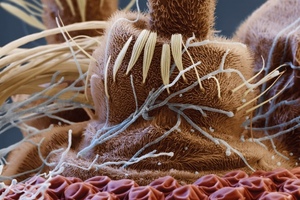 Seeking the world’s best science images 