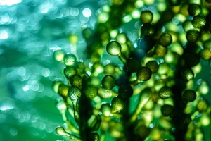 Simris submits new patent application for optimisation of microcystin-based ADC payloads