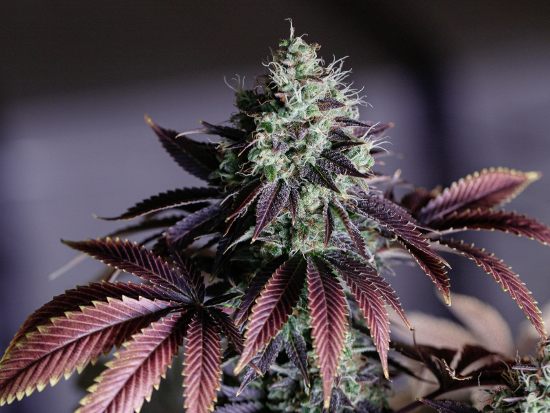SOMAi receives manufacturing license for medicinal cannabis