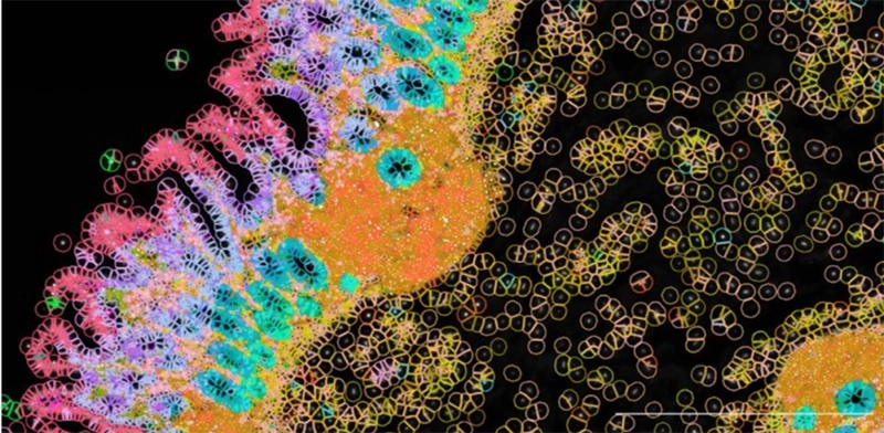 Spatial biology multi-omics profiling tools