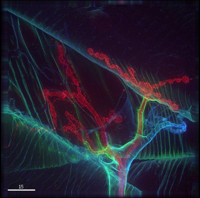 Spectacular images win GE Healthcare 2013 Cell Imaging Competition