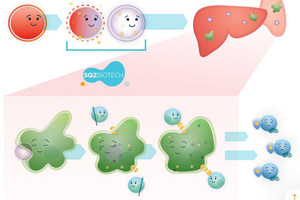SQZ Biotech and AskBio collaborate to overcome AAV immunogenicity