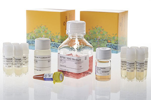 Standardising cell-based potency assays for biologics lot release: the case for cryopreserved ready-to-use cell systems (part I)