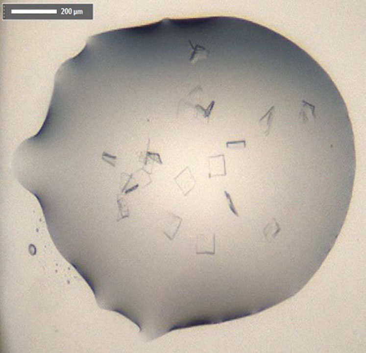 Structure of SARS-CoV-2 main protease: crystals of CoVID-19 free enzyme
