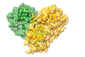 Structural biology accelerates structure-based drug design against COVID-19 
