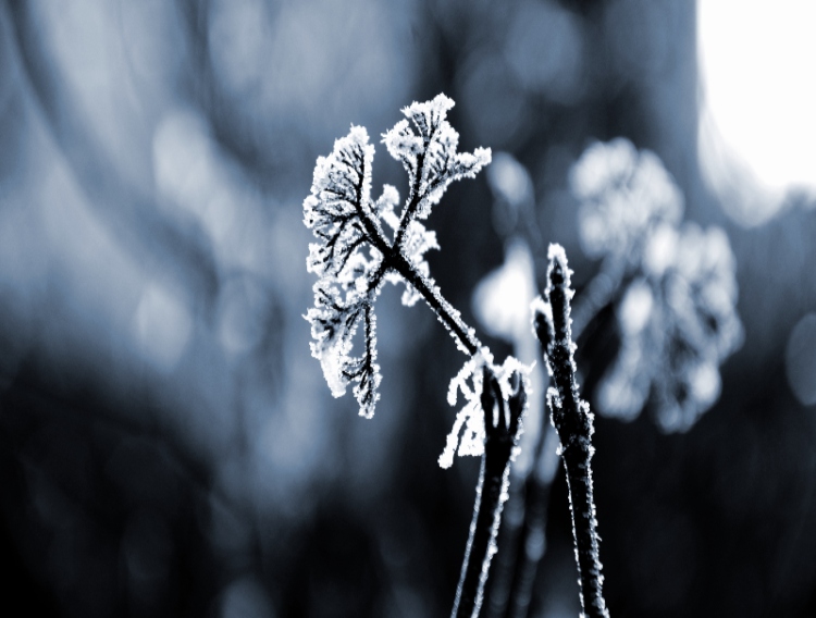 Studies reveal cryogenic blast freezing at -90°C increases throughput