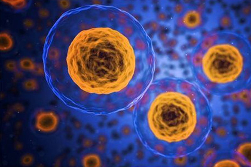 The basics of cell culture
